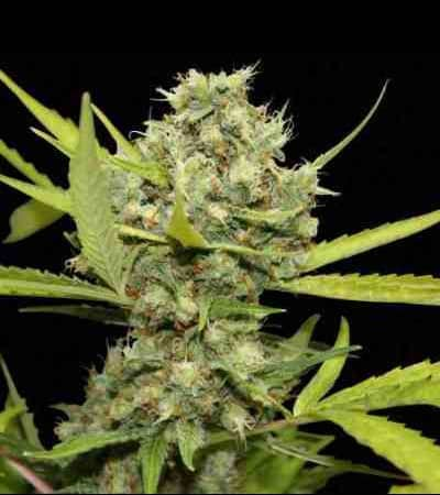 Pineapple Chunk > Barney`s Farm | Feminized Marijuana   |  Indica